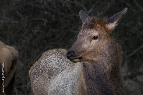 Wallpaper Mural 2021-02-25 A YOUNG ROOSEVELT ELK WITH A BRIGHT EYE LOOKING LEFT IN THE SCENE WITH A BLURRY BACKGROUND IN CANNON BEACH OREGON Torontodigital.ca