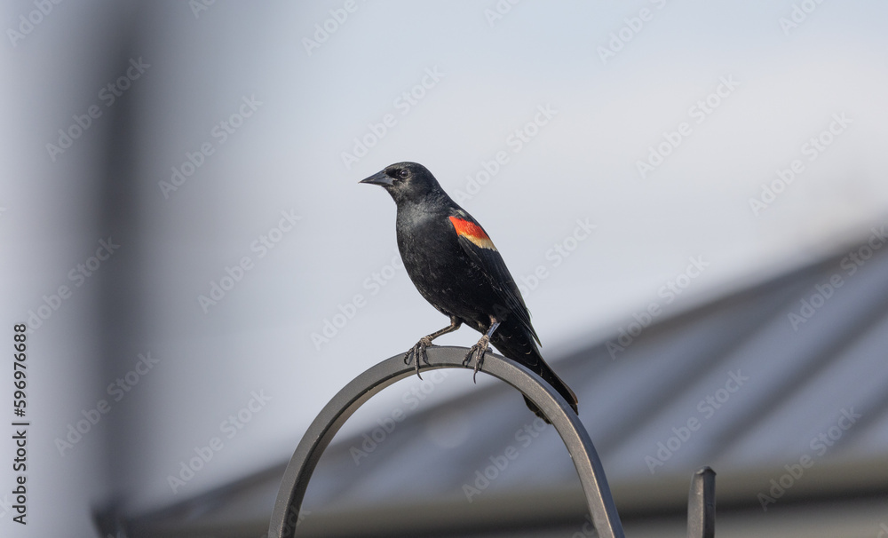BIRD COLOR AND BLACK