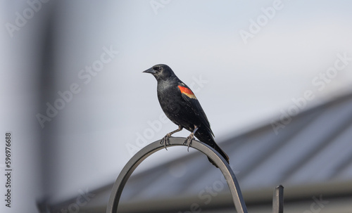 Obraz na płótnie BIRD COLOR AND BLACK w salonie