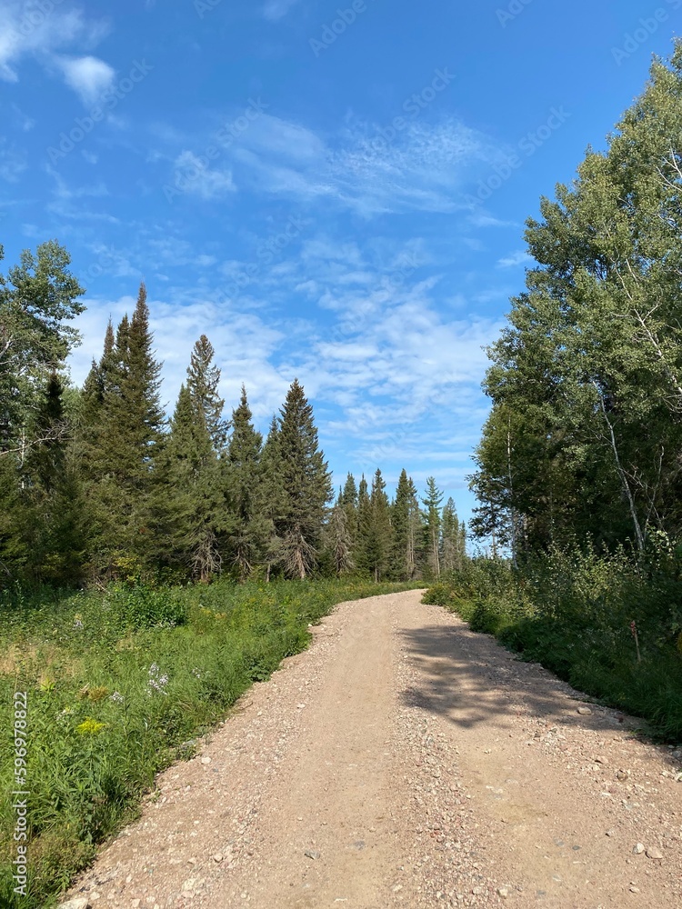 Fototapeta premium road in the forest