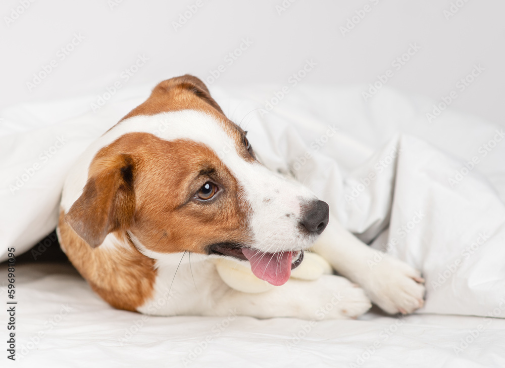 Cute dog jack russell breed lying at home under the covers on the bed in a knitted sweater Cute dog jack russell breed lying at home under the covers on the bed in a knitted sweater