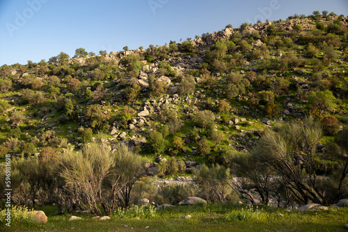 Wild Almond Trees in Grasslands of Kharqeh, Fars, Iran photo