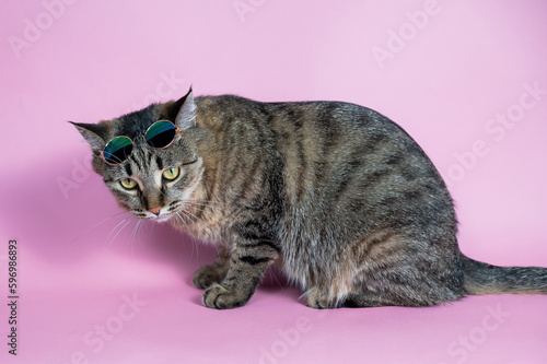 Gray tabby cat in sunglasses on a pink background. 