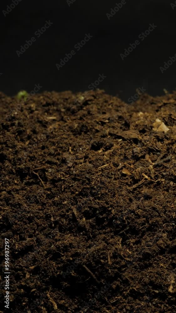 Growing seeds rising from soil vertical time lapse video. Growing seeds rising from soil vertical time lapse video.