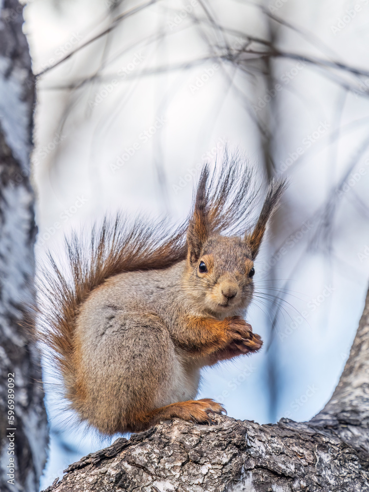 Fototapeta premium The squirrel with nut sits on a branches in the spring or summer.