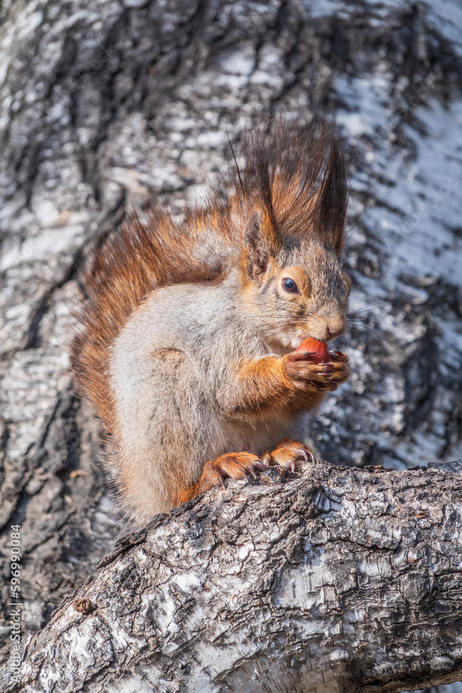 Fototapeta premium The squirrel with nut sits on a branches in the spring or summer.