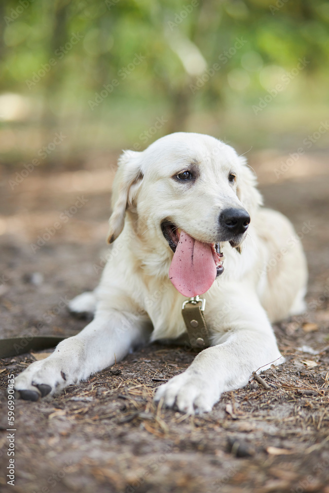 golden retriever stuck out pink tongue. Cute golden retriever resting on a walk, tongue out, sunlight. A pet. Happy golden retriever male resting in the park. Dog with protruding tongue.