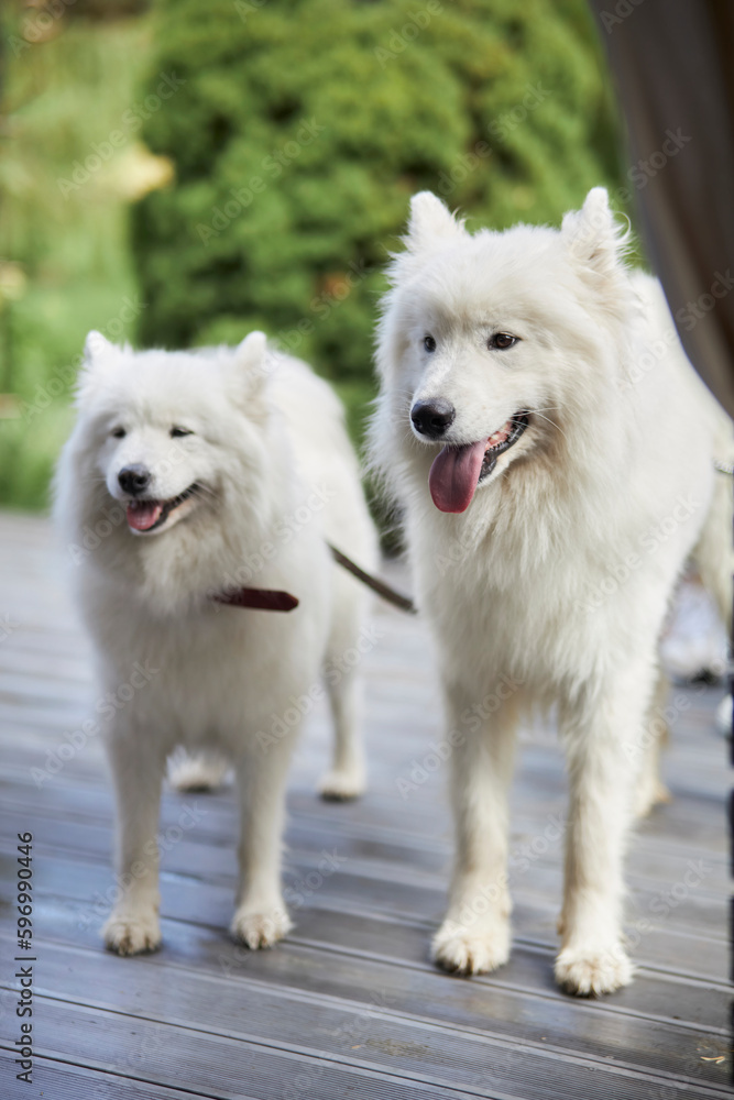two dogs of the Samoyed breed stand with their tongues hanging out. two samoyed dogs posing in the garden. Dogs in summer. Samoyed dogs for a walk.