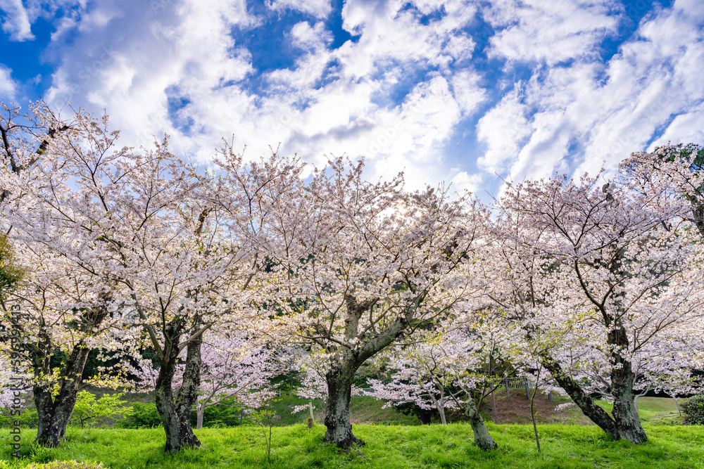 静岡県伊豆の国市　狩野川さくら公園の景色