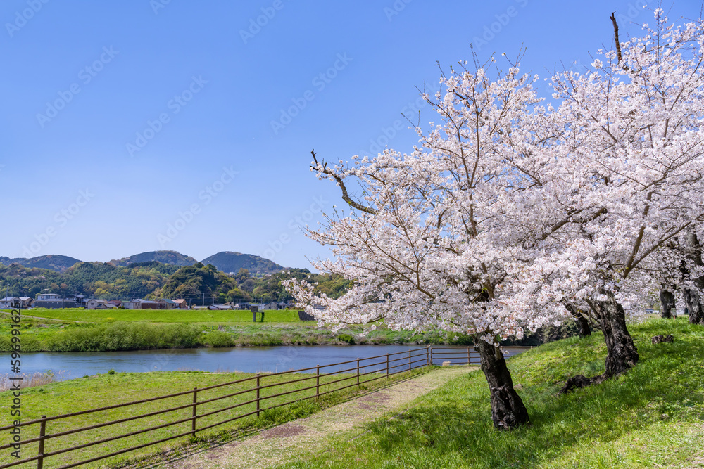 静岡県伊豆の国市 狩野川さくら公園の景色 静岡県伊豆の国市 狩野川さくら公園の景色