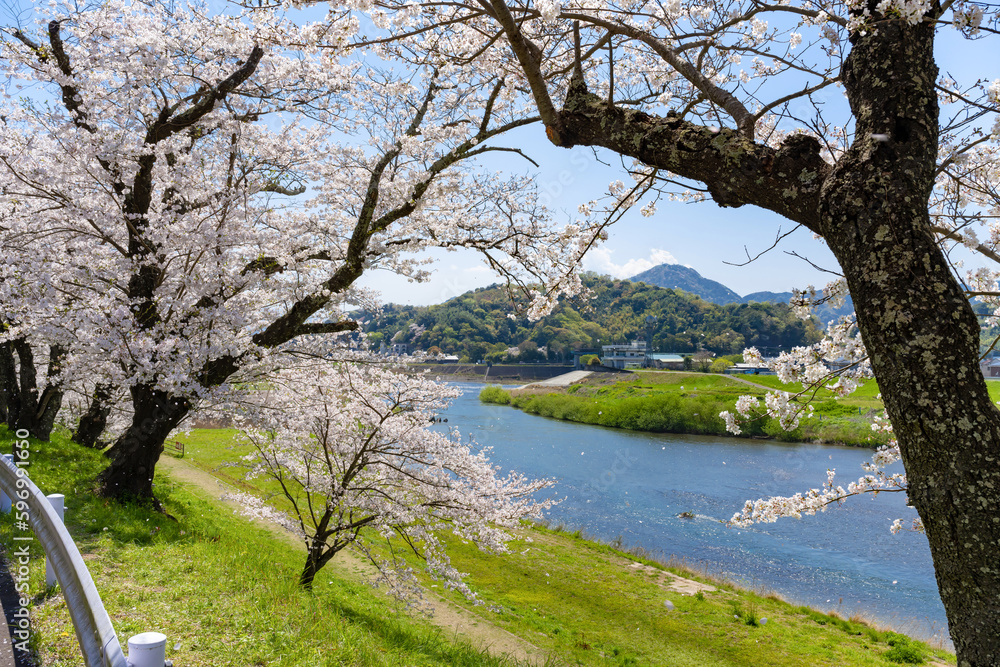 静岡県伊豆の国市　狩野川さくら公園の景色