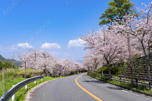 Wallpaper Mural 静岡県伊豆の国市　狩野川さくら公園の景色 Torontodigital.ca
