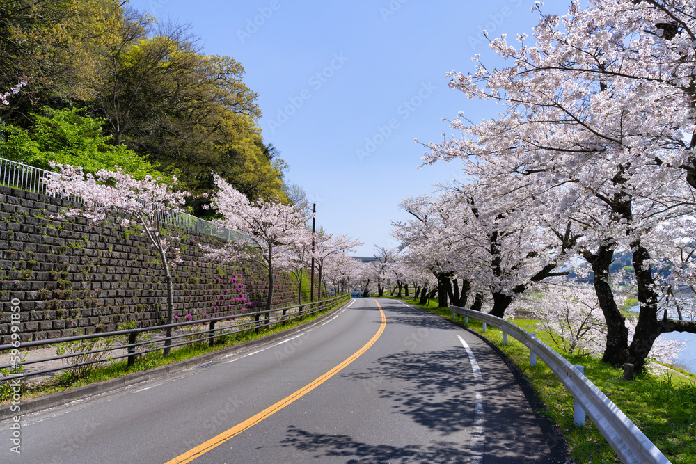 Fototapeta premium 静岡県伊豆の国市 狩野川さくら公園の景色