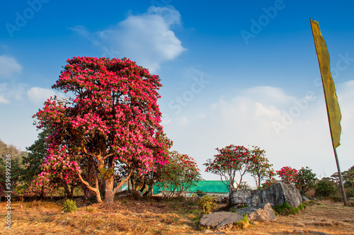 Varsey Rhododendron Sanctuary or Barsey Rhododendron Sanctuary, in the Singalila Range in western Sikkim, India. The camp with view of surrounding Rhododendron flowers, Rhododendron niveum tree. photo