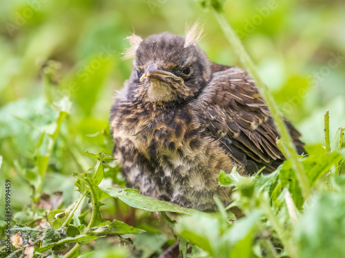 A fieldfare chick, Turdus pilaris, has left the nest and sitting on the spring lawn. A fieldfare chick sits on the ground and waits for food from its parents. © Dmitrii Potashkin