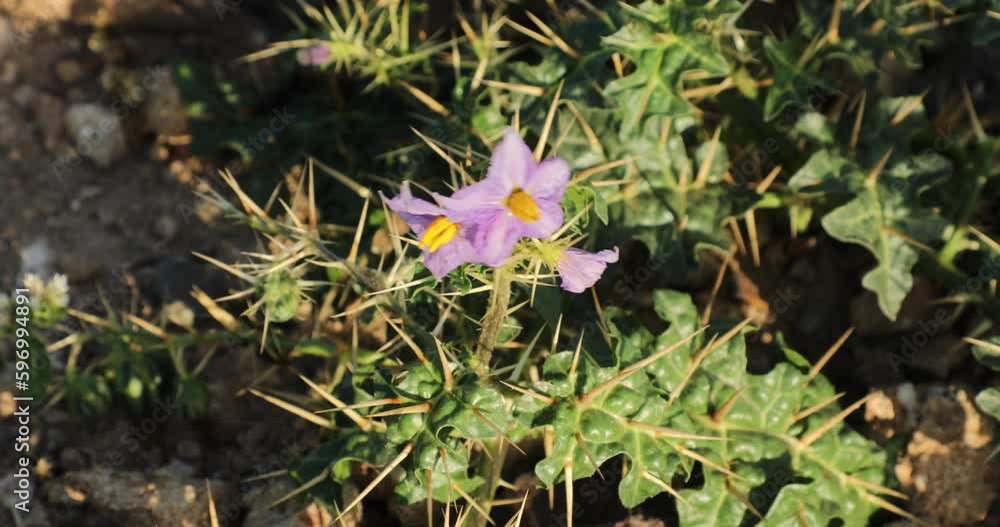 Closeup of Solanum virginianum. Yellow fruit nightshade. Kantakari. Indian nightshade. Closeup of Solanum virginianum. Yellow fruit nightshade. Kantakari. Indian nightshade.