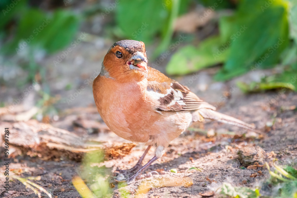 Common chaffinch, Fringilla coelebs, sits on the ground in spring. Common chaffinch in wildlife. Common chaffinch, Fringilla coelebs, sits on the ground in spring. Common chaffinch in wildlife.
