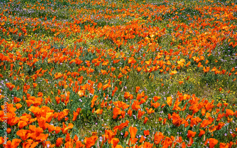 Panorama field of orange poppy wildflowers during a super bloom in Antelope Valley California after a spring rain