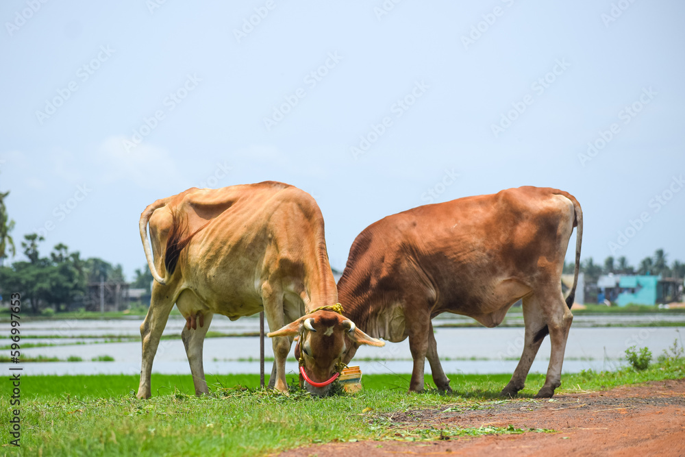 The milky cows resting near the green fields. Indian cattle, livestock. Domestic animal. The milky cows resting near the green fields. Indian cattle, livestock. Domestic animal.