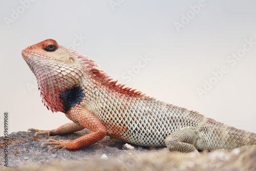 Dragon Colorful Lizard