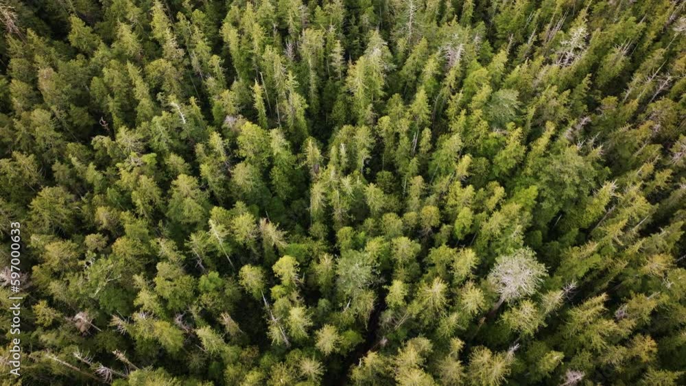 The coastal temperate rainforest of British Columbia on Vancouver Island BC in Canada. Nature shot of green trees. The coastal temperate rainforest of British Columbia on Vancouver Island BC in Canada. Nature shot of green trees.