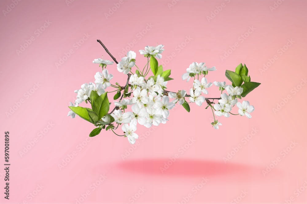 Fresh beautiful flower blossoms on pink background.