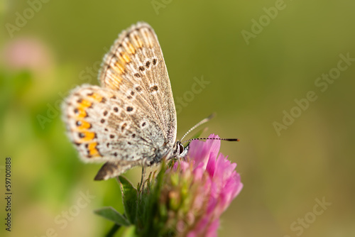 Lycaenidae blue butterfly close-up on a clover flower. Polyommatus icarus is a beautiful blue-colored pigeon. A butterfly sits on a blurry green background of grass. Macro wildlife photography © Anna Pismenskova
