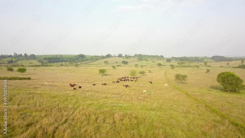Aerial View Of Agricultural Field And Ankole Watusi Cattle In Uganda, Africa - drone shot Aerial View Of Agricultural Field And Ankole Watusi Cattle In Uganda, Africa - drone shot