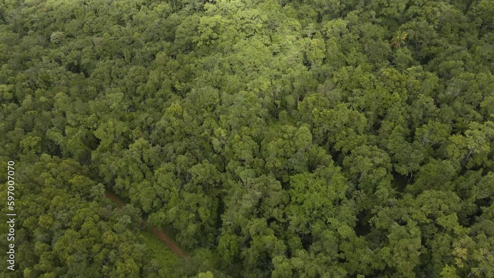 Drone shot diving into the tropical forest in Guadeloupe under sunny weather Drone shot diving into the tropical forest in Guadeloupe under sunny weather