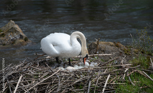 A swan stands in its nest in the middle of the river. There are several swan eggs in the nest. The swan bends down concerned about its offspring. photo