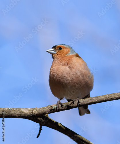 Common chaffinch, Fringilla coelebs. A bird sits on a thin branch against the sky