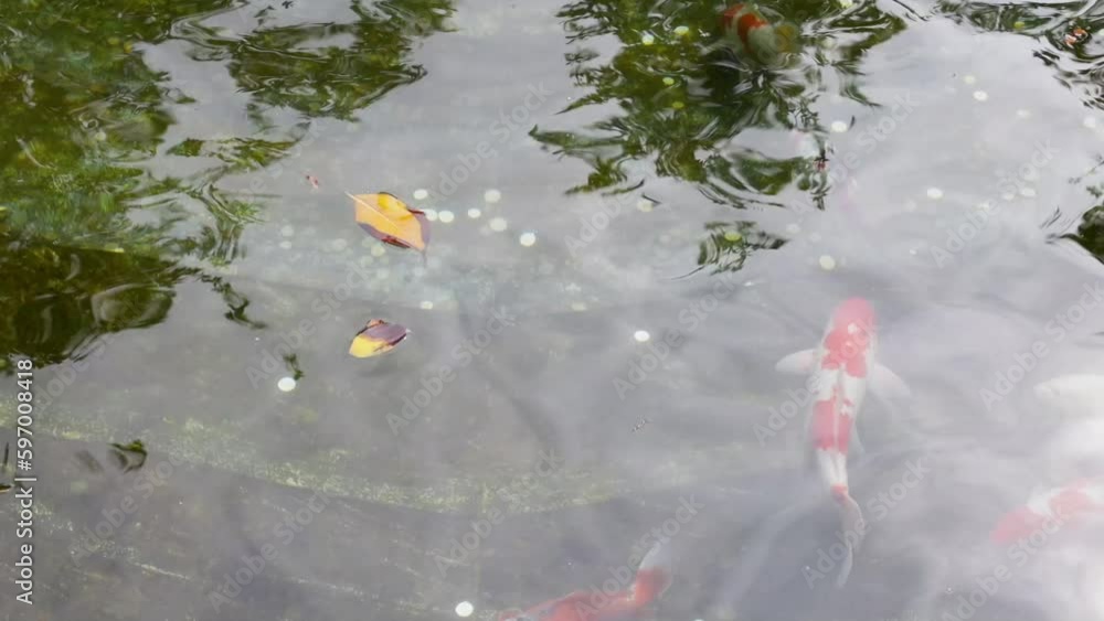 very beautiful carp fish koi in the artificial pond of the Japanese garden.
very beautiful carp fish koi in the artificial pond of the Japanese garden.