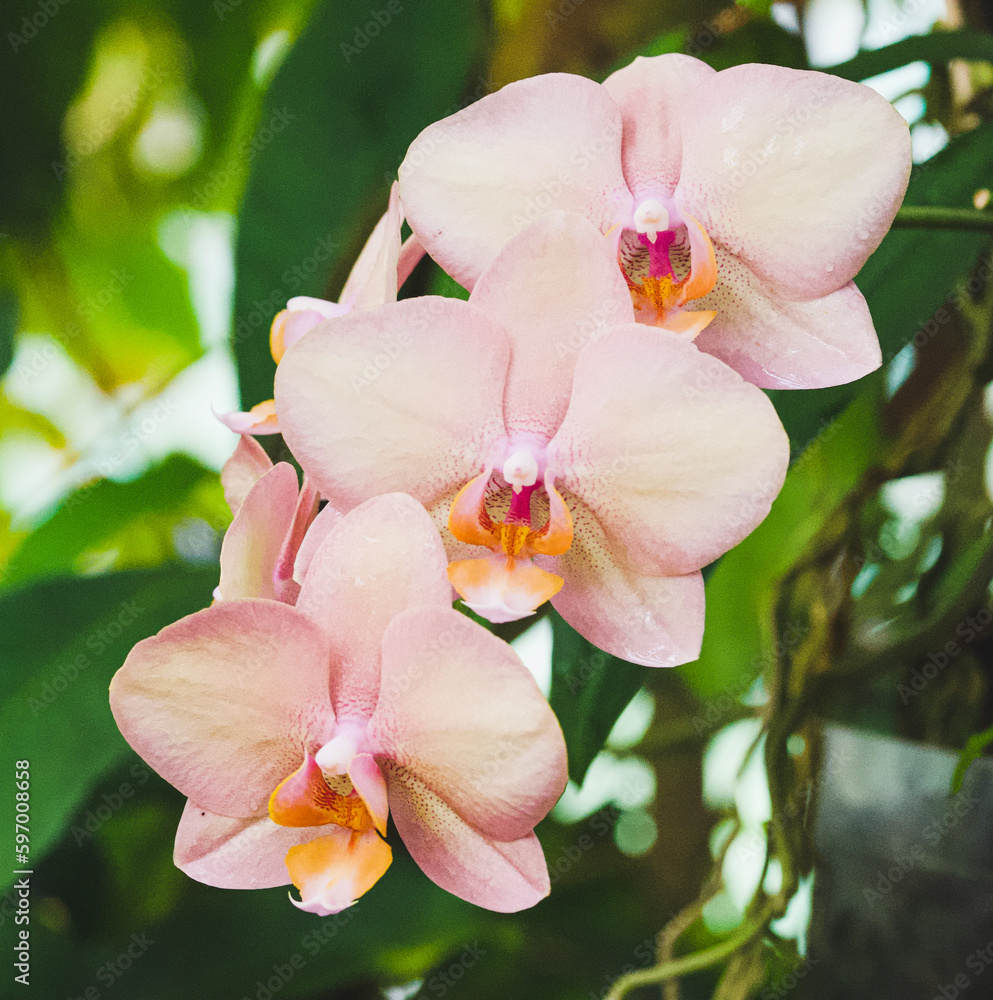 Beautiful close-up of three orchids Beautiful close-up of three orchids