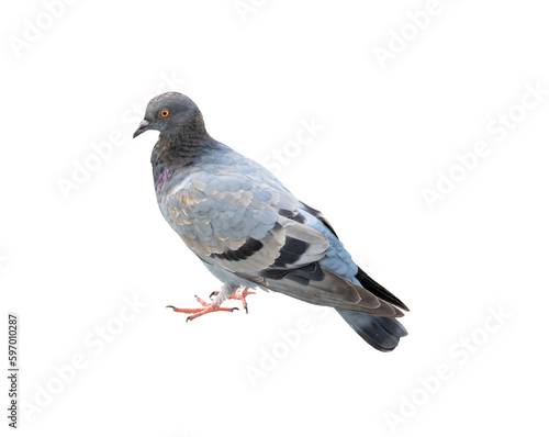 Single wild pigeon standing isolated on white background with clipping path © nathamag11