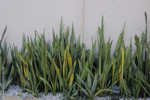 Travel to an Aruba resort near the ocean