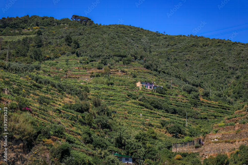 Terraced vineyards on the hillside in Vernazza, village in Cinque Terre, Italy