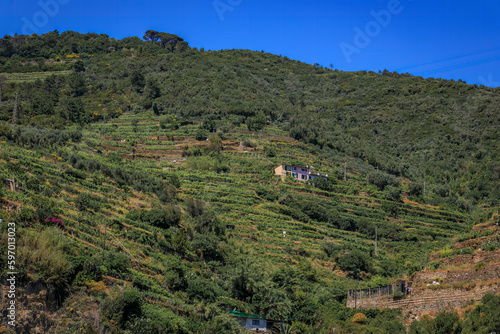 Terraced vineyards on the hillside in Vernazza, village in Cinque Terre, Italy