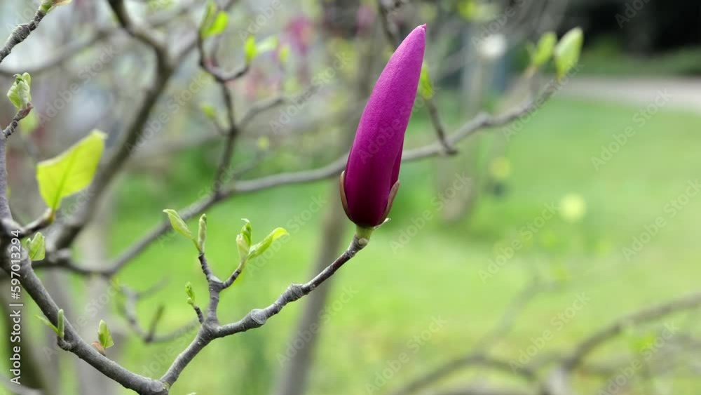 Magnolia tree in bloom. Light breeze moves beautiful pink magnolia flowers in spring season. Magnolia is a deciduous tree with large early flowers that range in color from white to pink to purple. Magnolia tree in bloom. Light breeze moves beautiful pink magnolia flowers in spring season. Magnolia is a deciduous tree with large early flowers that range in color from white to pink to purple.