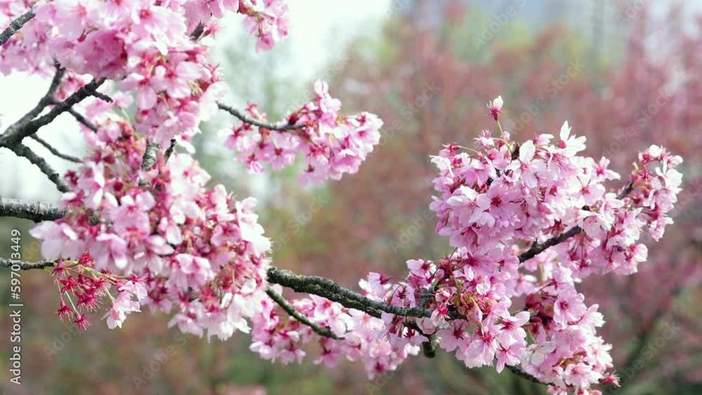 Cherry blossomes concept. Japanese sakura. Hanami. Spring timelapse of opening Sakura flowers on branches Cherry tree. Cherry blossomes concept. Japanese sakura. Hanami. Spring timelapse of opening Sakura flowers on branches Cherry tree.