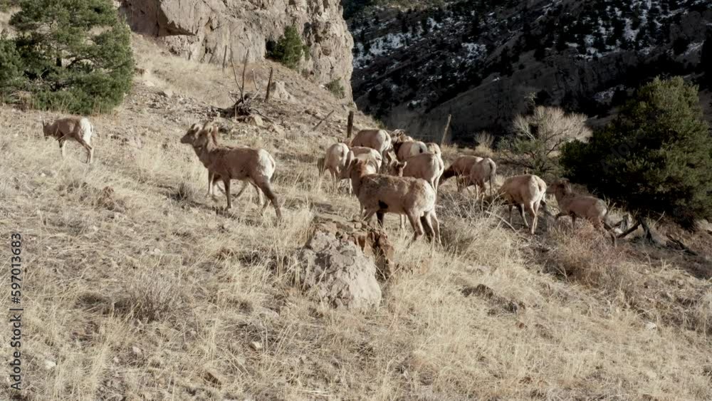 big horn sheep herd grazing in the mountains big horn sheep herd grazing in the mountains