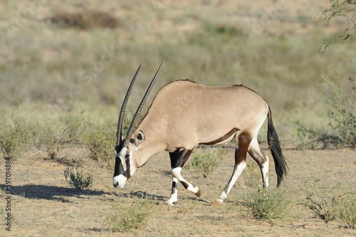 GEMSBUCK  aka gemsbok   Oryx gazella    iconic antelope of the kalahari and arid western parts of southern africa. 