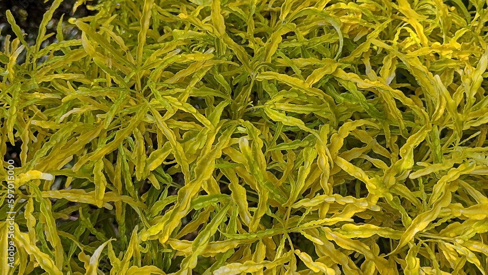 Yellow broccoli is the name of a type of ornamental plant. Akalipa