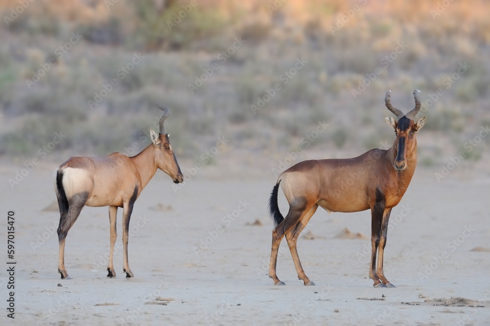 RED HAARTEBEEST (Alcelaphus caama). in the kalahari desert RED HAARTEBEEST (Alcelaphus caama). in the kalahari desert