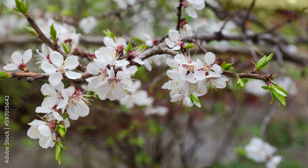 Branch of blooming ornamental cherry tree on a blurred background Branch of blooming ornamental cherry tree on a blurred background