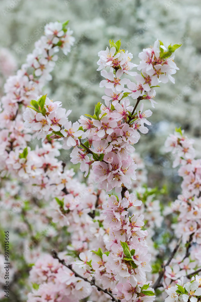 Branch of blooming ornamental cherry tree on a blurred background Branch of blooming ornamental cherry tree on a blurred background
