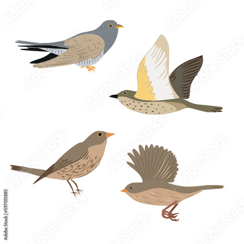 Birds in different poses on a white background