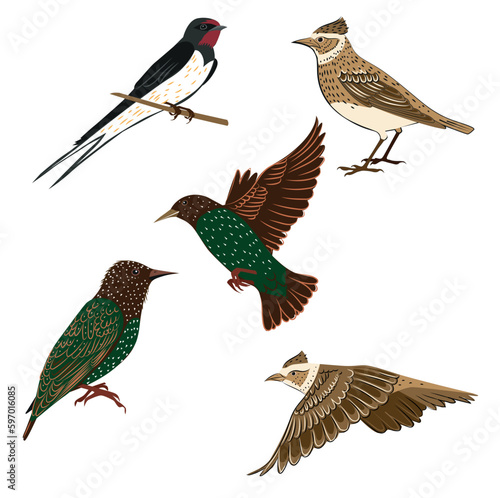 A swallow, a thrush and a rook in different positions on a white background
