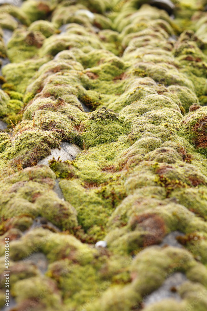 colony of lichen grown on an old slate roof colony of lichen grown on an old slate roof