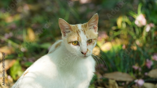 One adorable wild cat sitting in the garden for resting