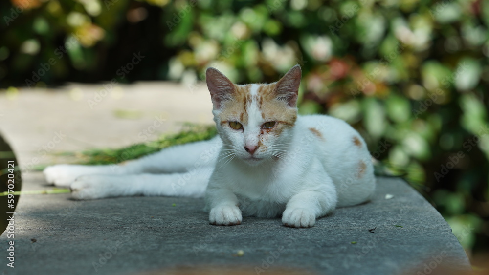 One adorable wild cat sitting in the garden for resting One adorable wild cat sitting in the garden for resting